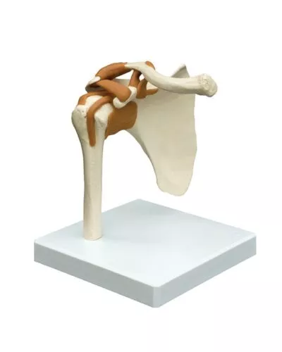 Shoulder Joint with Ligaments