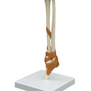 Elbow Joint with Ligaments