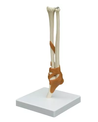 Elbow Joint with Ligaments
