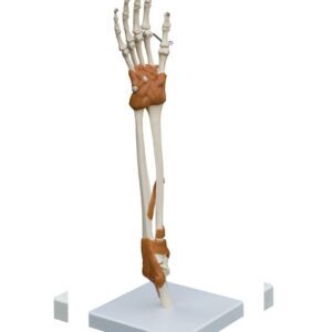 Elbow and Wrist Joint with Ligaments