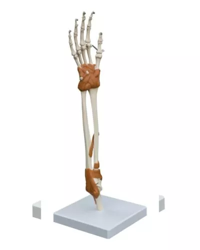 Elbow and Wrist Joint with Ligaments