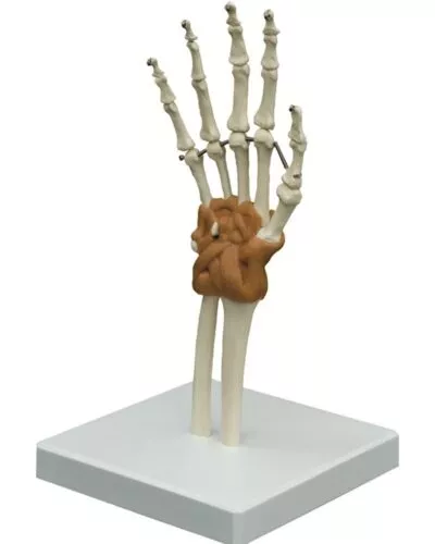 Wrist Joint with Ligaments