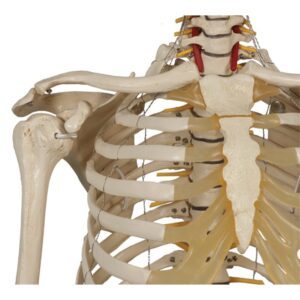 Human Skeleton: Physiological