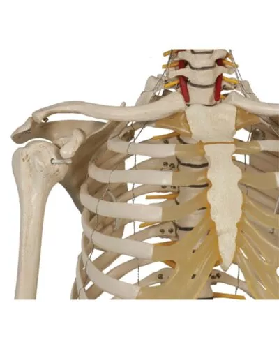 Human Skeleton: Physiological