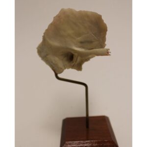 Temporal Bone on Stand