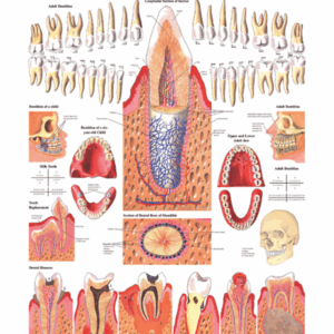 Human Teeth Anatomical Chart
