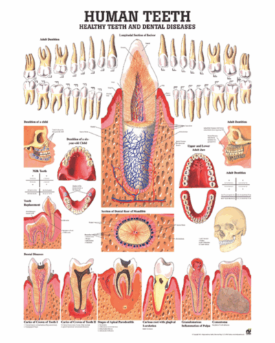 Human Teeth Anatomical Chart