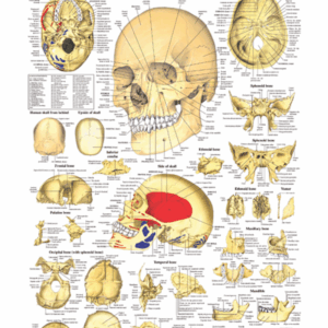 The Human Skull Anatomical Chart