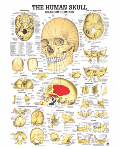 The Human Skull Anatomical Chart