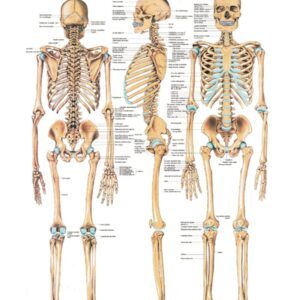 The Human Skeleton Anatomical Chart