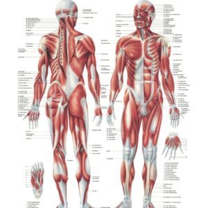 The Male Muscular System Anatomical Chart