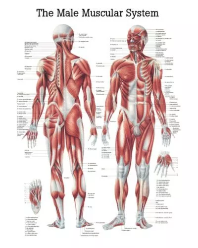 The Male Muscular System Anatomical Chart