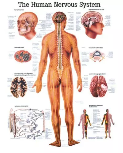 The Human Nervous System Anatomical Chart