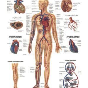 The Human Vascular System Anatomical Chart