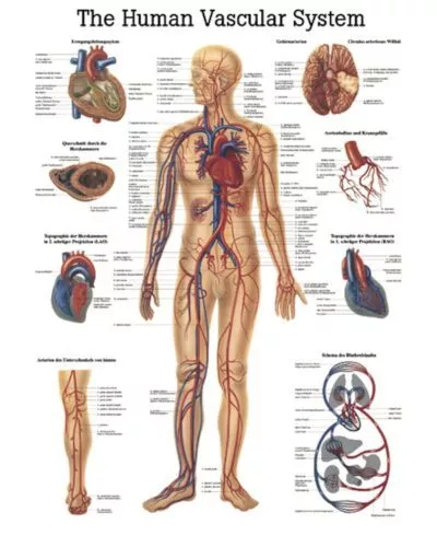 The Human Vascular System Anatomical Chart