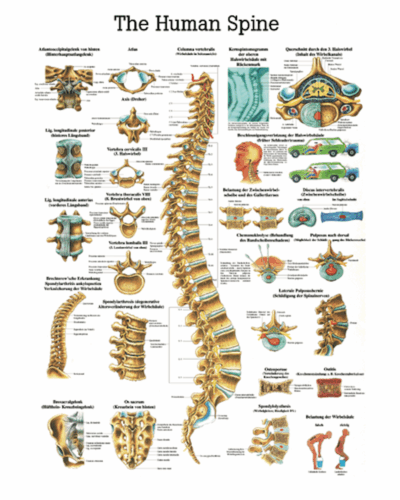 The Human Spine Anatomical Chart