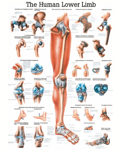 The Human Lower Limb Anatomical Chart