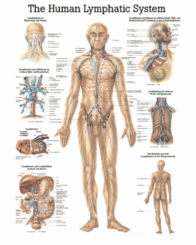 The Human Lymphatic System Anatomical Chart