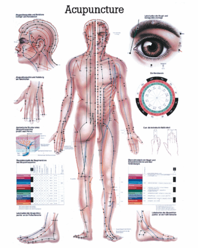 Acupuncture Anatomical Chart