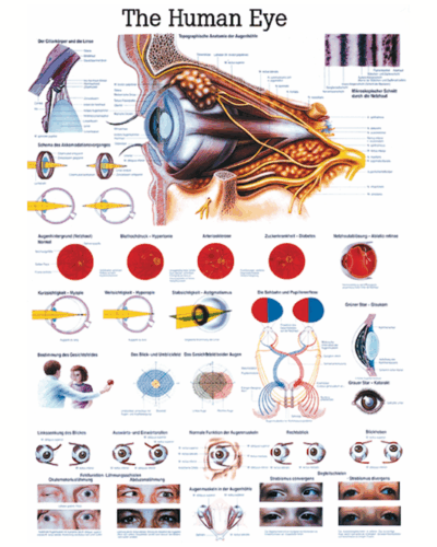 The Human Eye Anatomical Chart