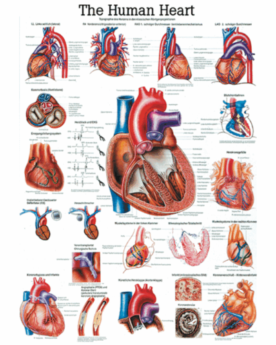 The Human Heart Anatomical Chart