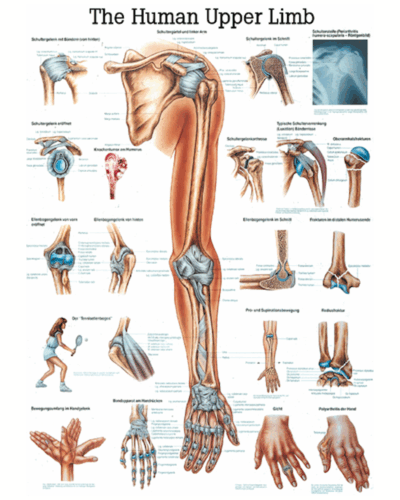 The Human Upper Limb Anatomical Chart