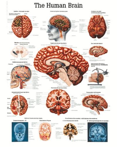 The Human Brain Anatomical Chart