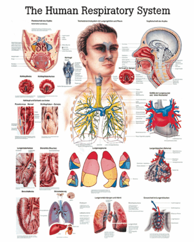 The Human Respiratory System Anatomical Chart