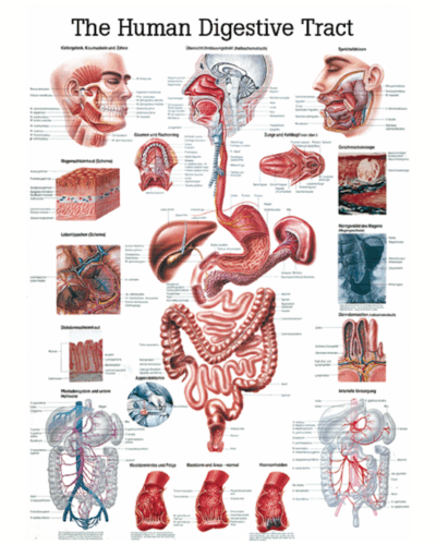 The Human Digestive Tract Anatomical Chart