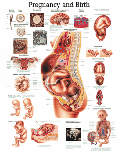 Pregnancy and Birth Anatomical Chart