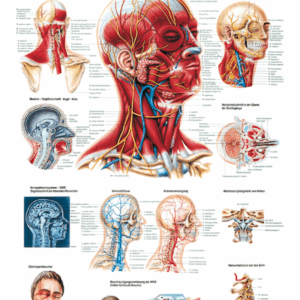 Human Head and Neck Anatomical Chart