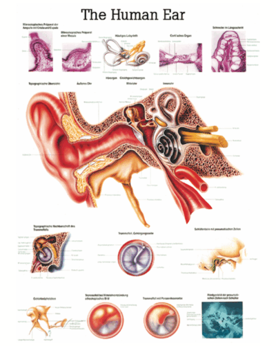 The Human Ear Anatomical Chart