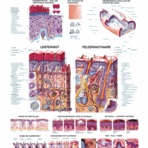 The Human Skin Anatomical Chart