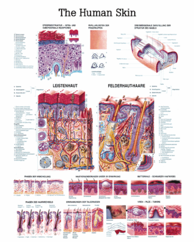 The Human Skin Anatomical Chart