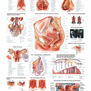 The Female Genital Organs Anatomical Chart