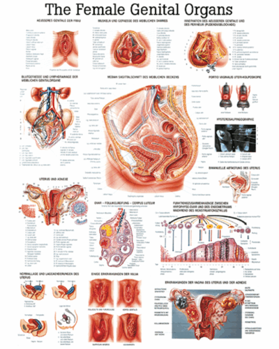 The Female Genital Organs Anatomical Chart