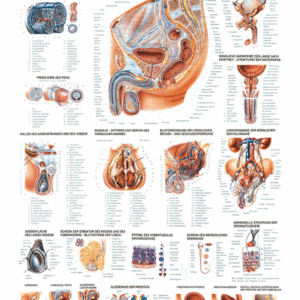 The Male Genital Organs Anatomical Chart