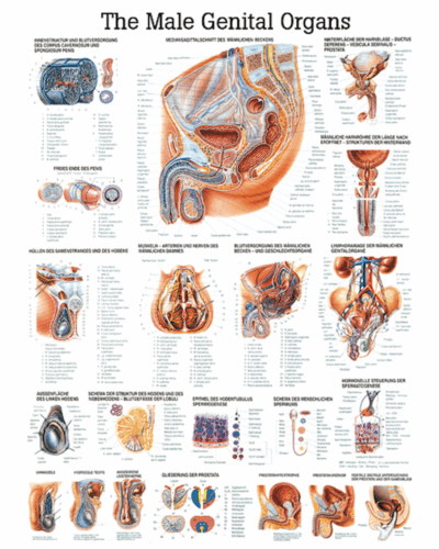 The Male Genital Organs Anatomical Chart