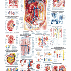 Kidney and Ureter Anatomical Chart