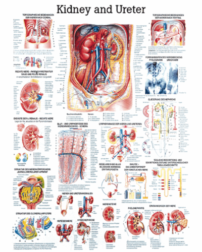 Kidney and Ureter Anatomical Chart