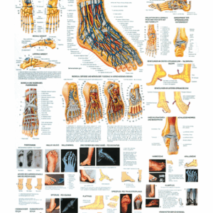 Healthy and Diseased Feet Anatomical Chart