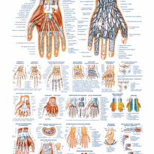 The Human Hand Anatomical Chart