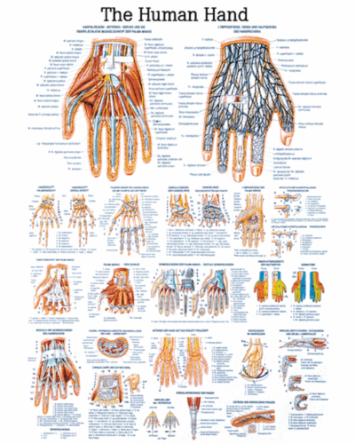 The Human Hand Anatomical Chart