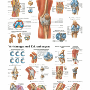 The Human Knee Joint Anatomical Chart