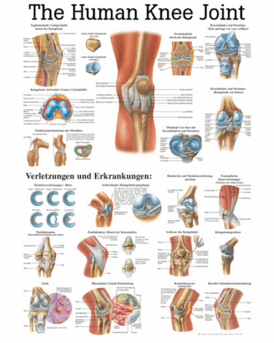 The Human Knee Joint Anatomical Chart