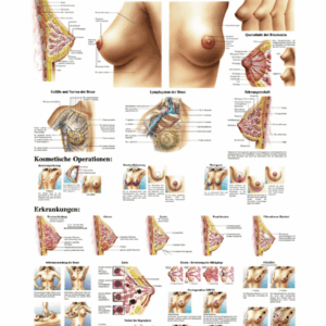The Female Breast Anatomical Chart