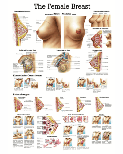 The Female Breast Anatomical Chart
