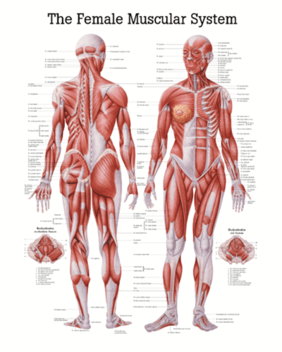 The Female Muscular System Anatomical Chart
