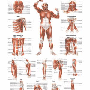 Muscular System - Deep Layers Frontal View Anatomical Chart