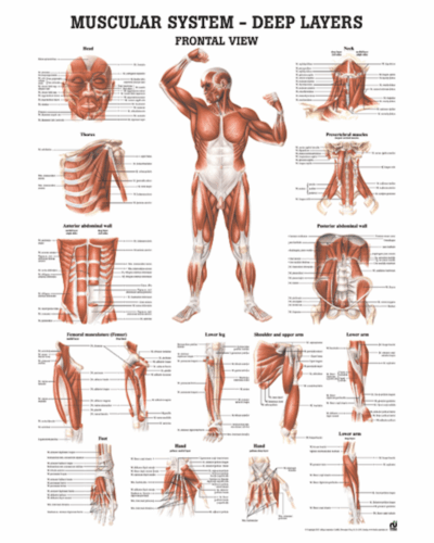 Muscular System - Deep Layers Frontal View Anatomical Chart